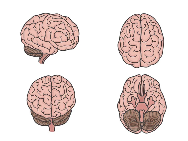 Anatomía del cerebro — Archivo Imágenes Vectoriales