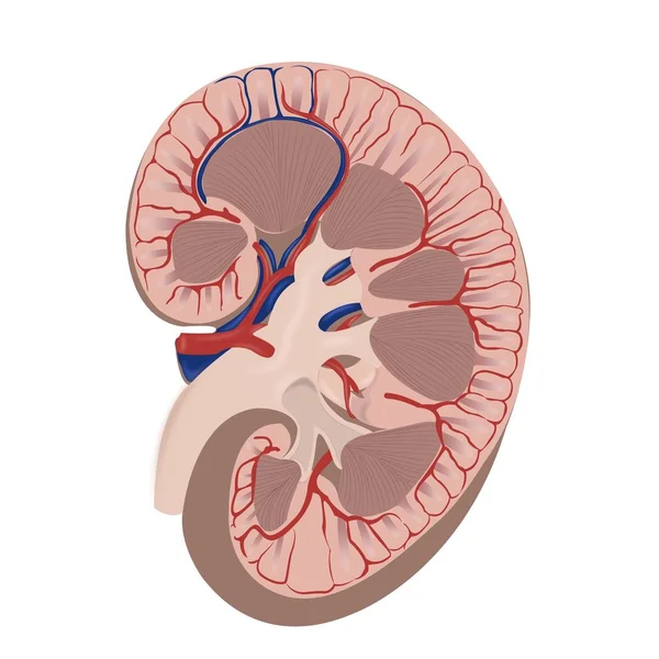 Üriner sistemin anatomisi ve fizyolojisi — Stok Vektör