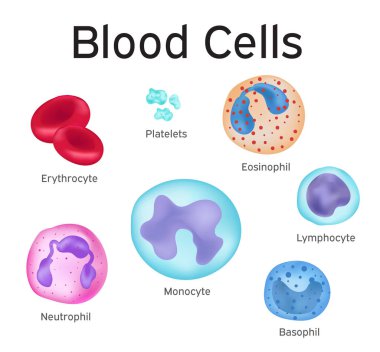 Types of blood in the human body clipart