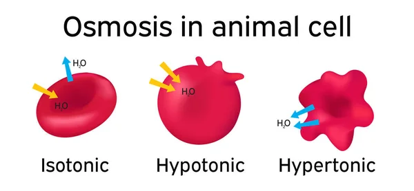 Ósmosis Célula animal — Vector de stock