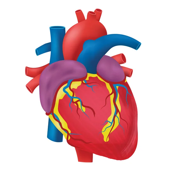 La anatomía del corazón humano . — Vector de stock