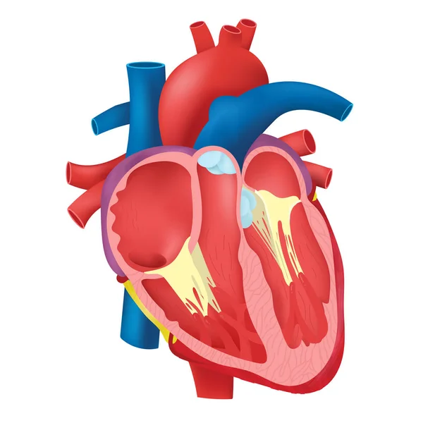 Anatomie vnitřní srdce. — Stockový vektor