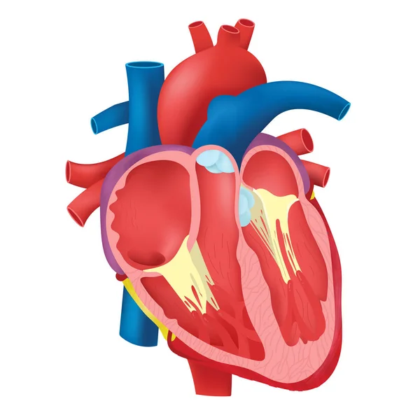 Anatomi av inre hjärtat. — Stock vektor