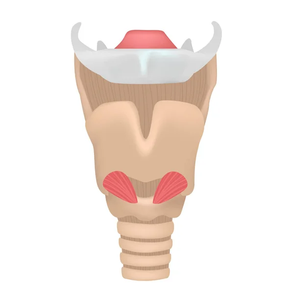 Anatomia da laringe —  Vetores de Stock