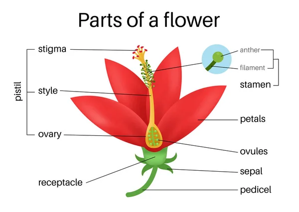 La parte de una flor — Archivo Imágenes Vectoriales