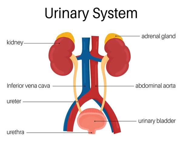 Sistema urinário humano — Vetor de Stock