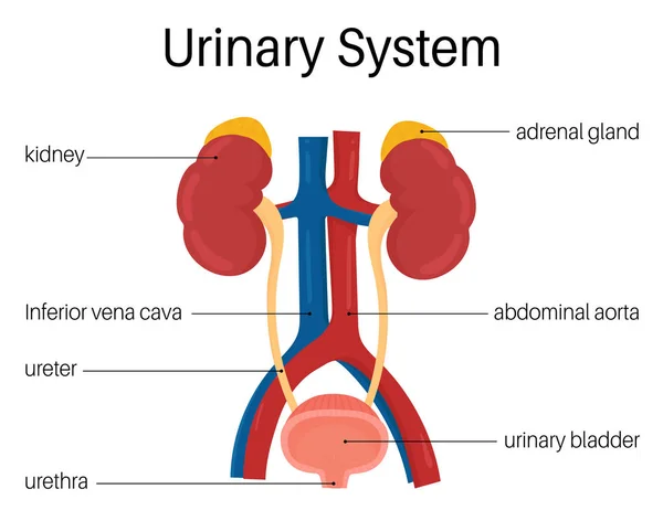 Мочевыделительная система человека — стоковый вектор