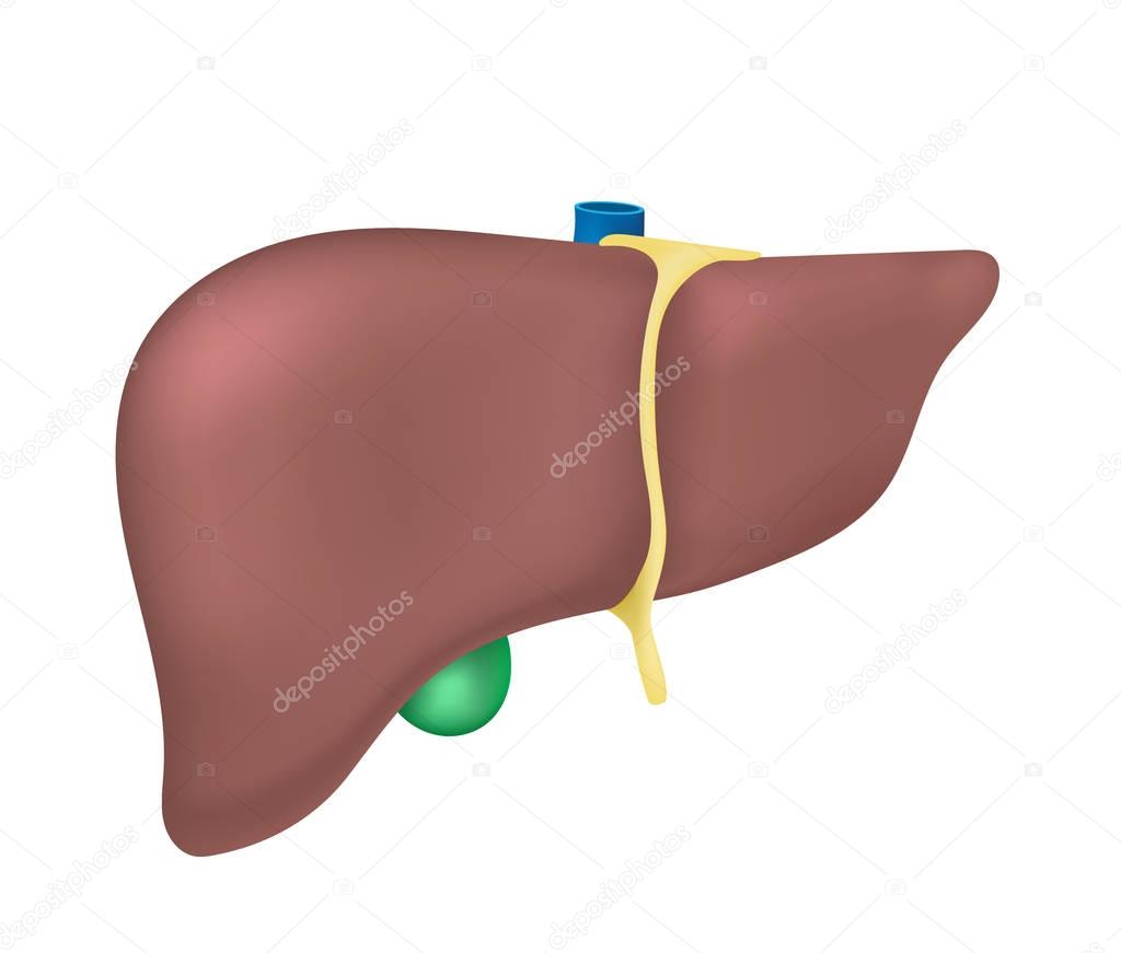 The liver is a gland.