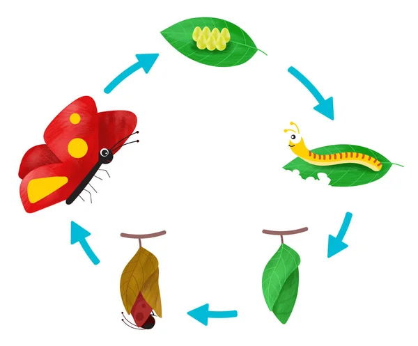 Levenscyclus van een vlinder — Stockvector