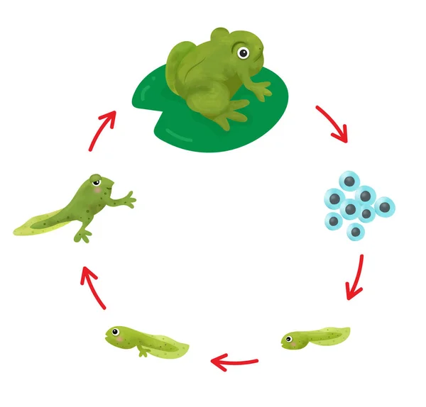 El ciclo de vida de una rana . — Vector de stock