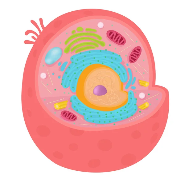 Dierlijke Cel Diagram — Stockvector