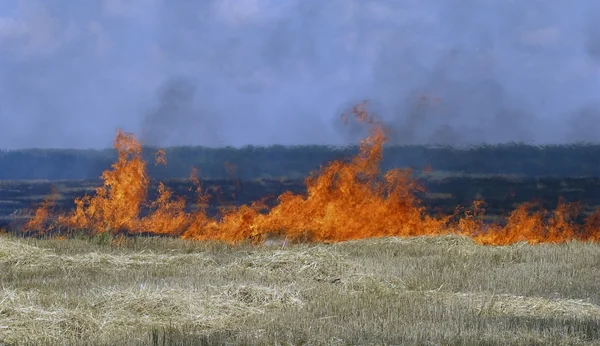 Campo de grãos em chamas — Fotografia de Stock
