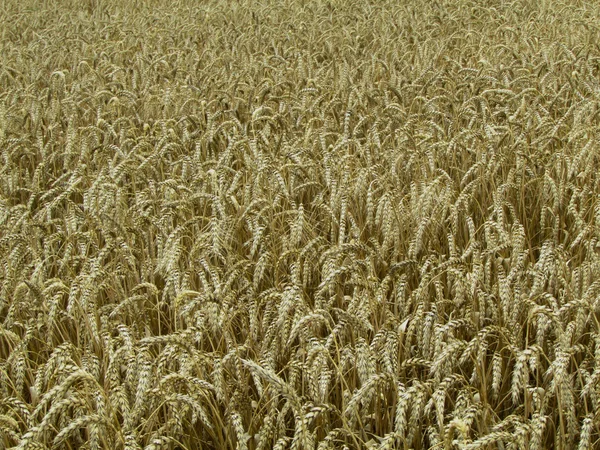 Olgunlaşmış buğday başakları — Stok fotoğraf