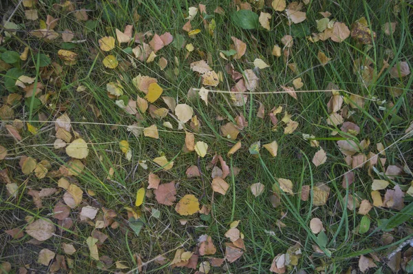 The autumn carpet covers the earth 1 — Stock Photo, Image