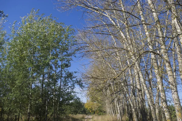 Border of the summer and autumn periods — Stock Photo, Image