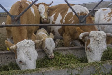 Bir gıda ineklerin 2