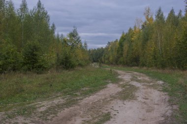 Toprak yol derin içine woods