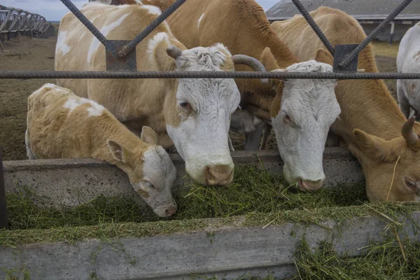 Un alimento de vacas 4 —  Fotos de Stock