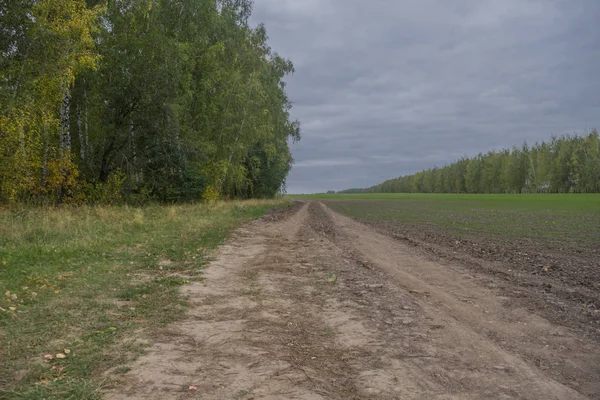 Dirt road at a wood edge — Stock Photo, Image