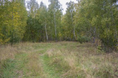 Huş ağacı ahşap kenar