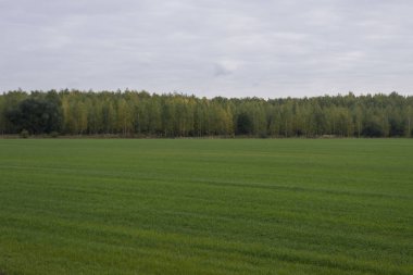 Kış tahıl yeşil sürgünler