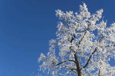 Kar kocakarılar ağaç 3