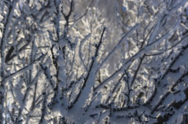 Ağaçların 1 ayaz kıyafetleri