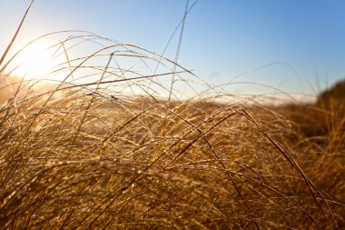 Geç sonbaharda, ilk frost