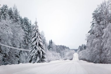 Ormanda karla kaplı bir yol