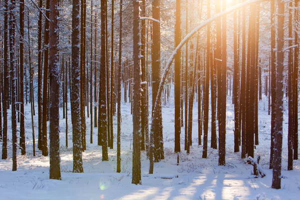 在多雪的冬林里, 阳光透过松树树干闪耀 — 图库照片