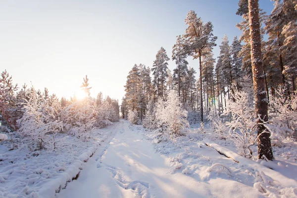 阳光明媚的寒冷冬季森林 — 图库照片
