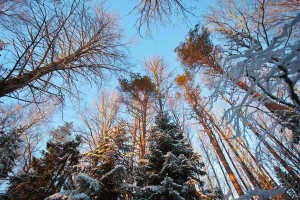 在被白雪覆盖的树的阳光下的顶部欣赏 — 图库照片