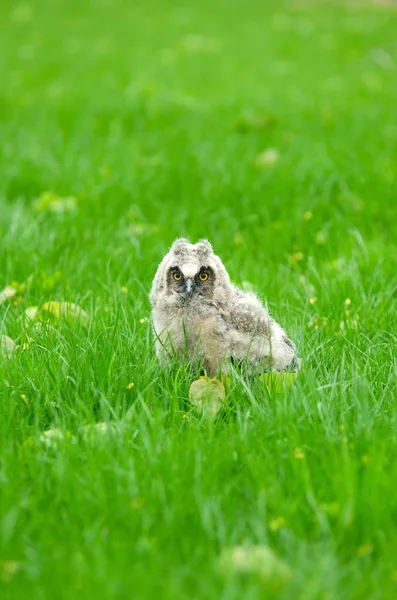 Small baby owl — Stock Photo, Image