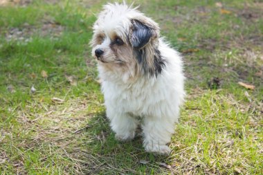 biewer yorkshire korkunç