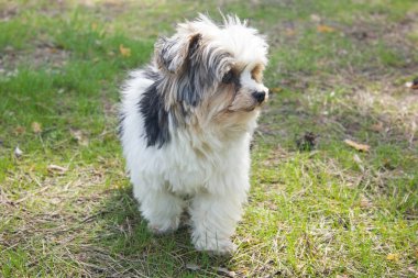 biewer yorkshire korkunç