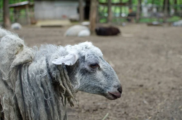 動物園で羊 — ストック写真