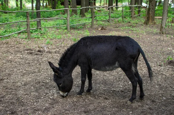 動物園のロバは — ストック写真