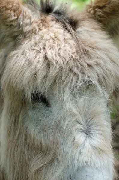 Donkey in the zoo — Stock Photo, Image