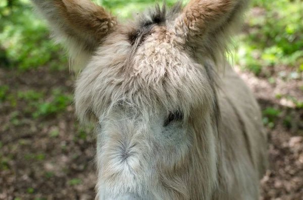 Burro no zoológico — Fotografia de Stock