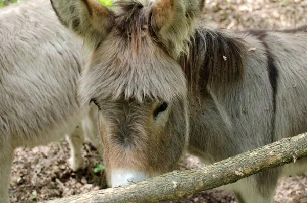 Osel v zoo — Stock fotografie