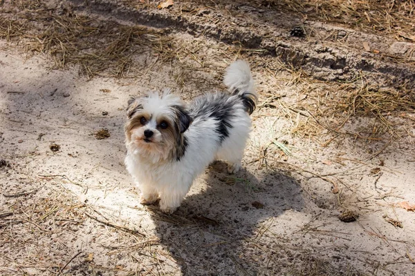 Biewer yorkshire terrier — Photo