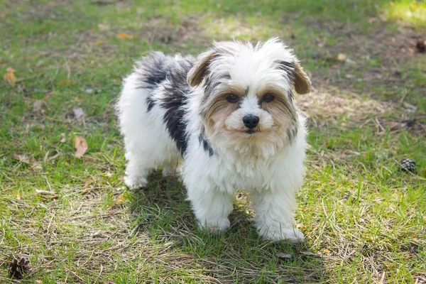 Biewer yorkshire terrier — Photo