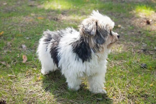 Biewer yorkshire terrier — Foto de Stock