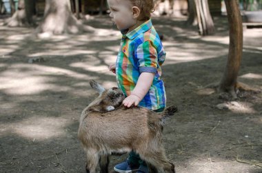 Küçük bir bebek hayvanlar ile oynuyor