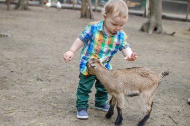 Küçük bir bebek hayvanlar ile oynuyor