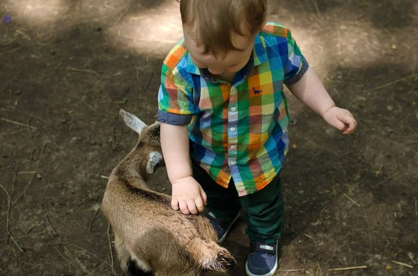 Маленький мальчик играет с животными — стоковое фото