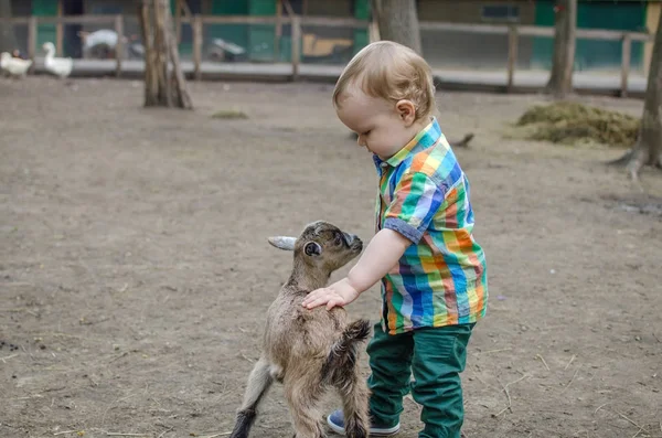 Küçük bir bebek hayvanlar ile oynuyor