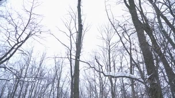 Arbres dans la forêt pendant l'hiver enneigé froid 