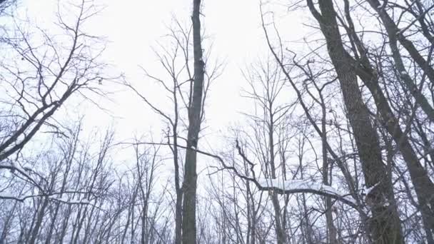 Alberi nella foresta durante il freddo periodo invernale nevoso — Video Stock