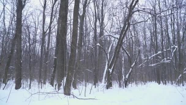 Bosque vacío en medio del invierno con nieve — Vídeo de stock